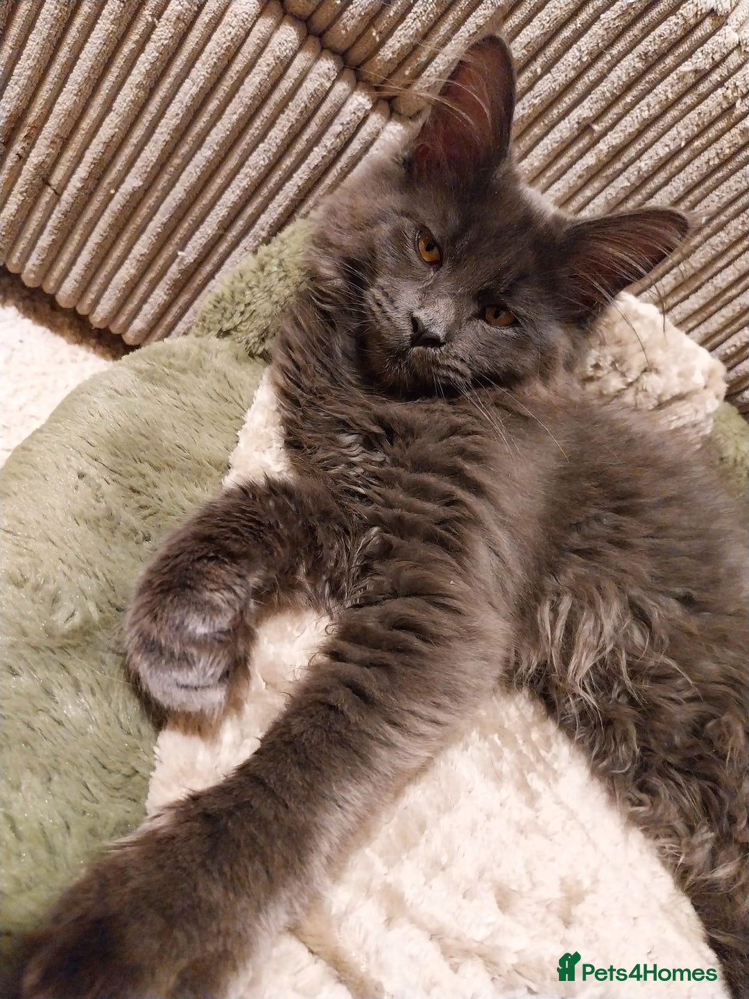 Maine Coon cats for sale: Maine Coon Kittens Polydactyl. Tortie. White - Image 15