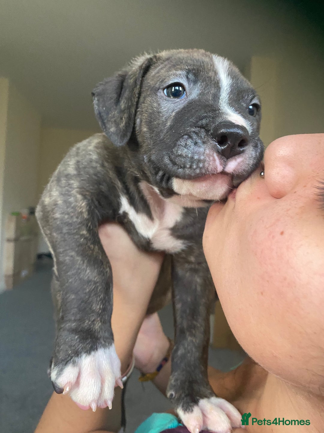 Mixed Breed dogs for sale: Scott American Bulldog Cross  - Advert 12