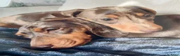 Dachshund dogs for sale: Miniature dachshund puppies Smooth haired  in Nottingham - Advert 3