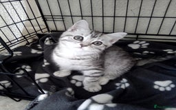 Scottish Fold cats for sale: Two cutie Scottish straights for sale - Image 2