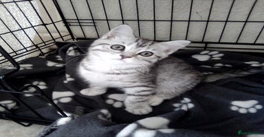 Scottish Fold cats - Advert 16