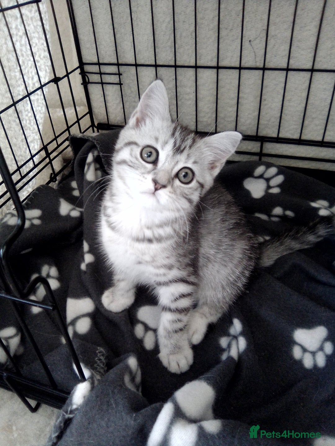 Scottish Fold cats for sale: Two cutie Scottish straights for sale - Image 2