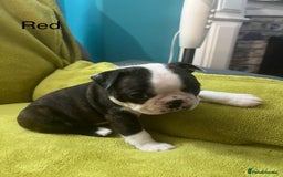 Boston Terrier dogs for sale: Boston terriers for sale - Image 20