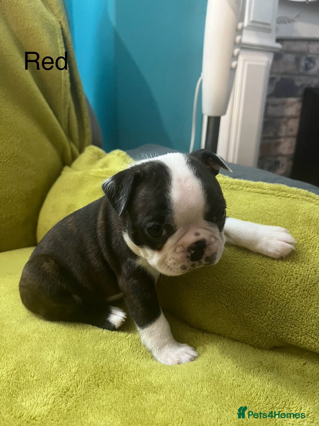 Boston Terrier dogs for sale: Boston terriers for sale - Image 20