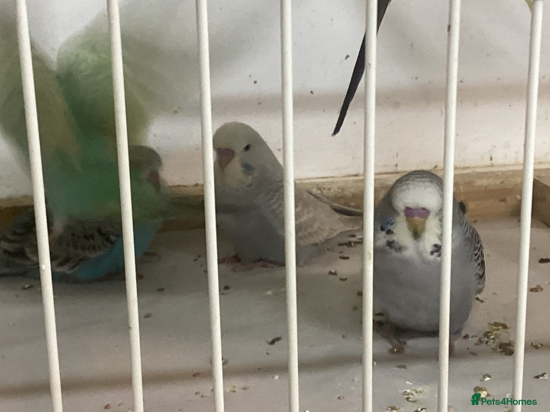 Budgerigars birds for sale: New baby budgies and new cages  - Advert 2