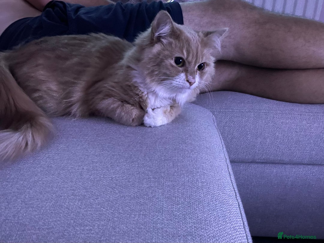 British Longhair cats for sale: Beautiful Lily-Bear - Image 2