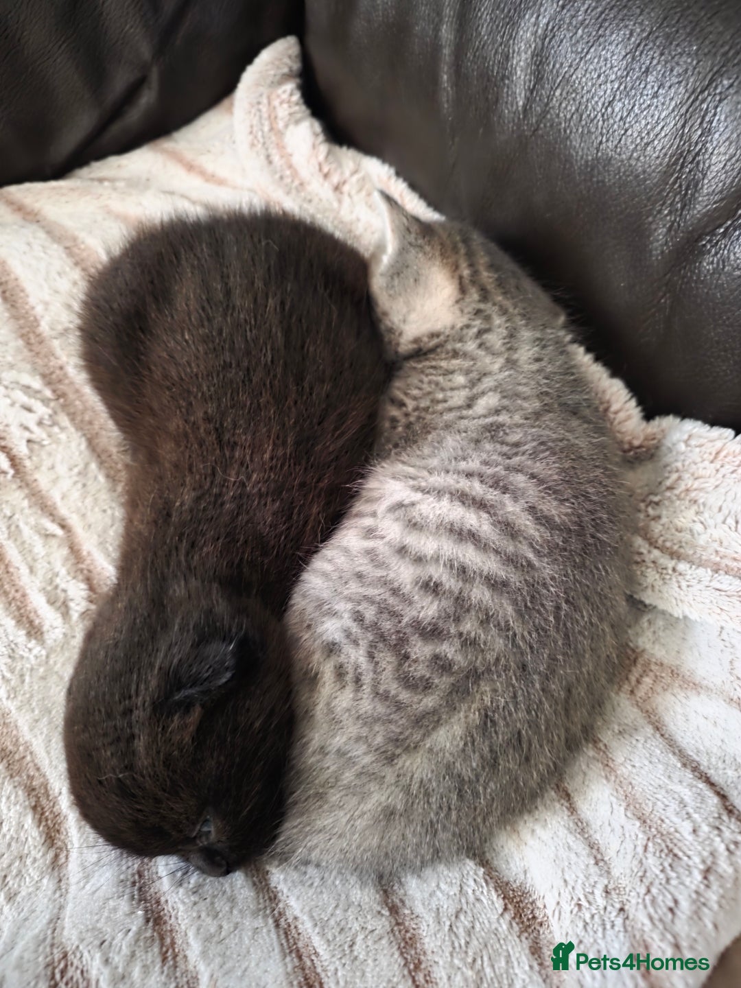 Scottish Fold cats for sale: Scottish Fold  - Advert 15