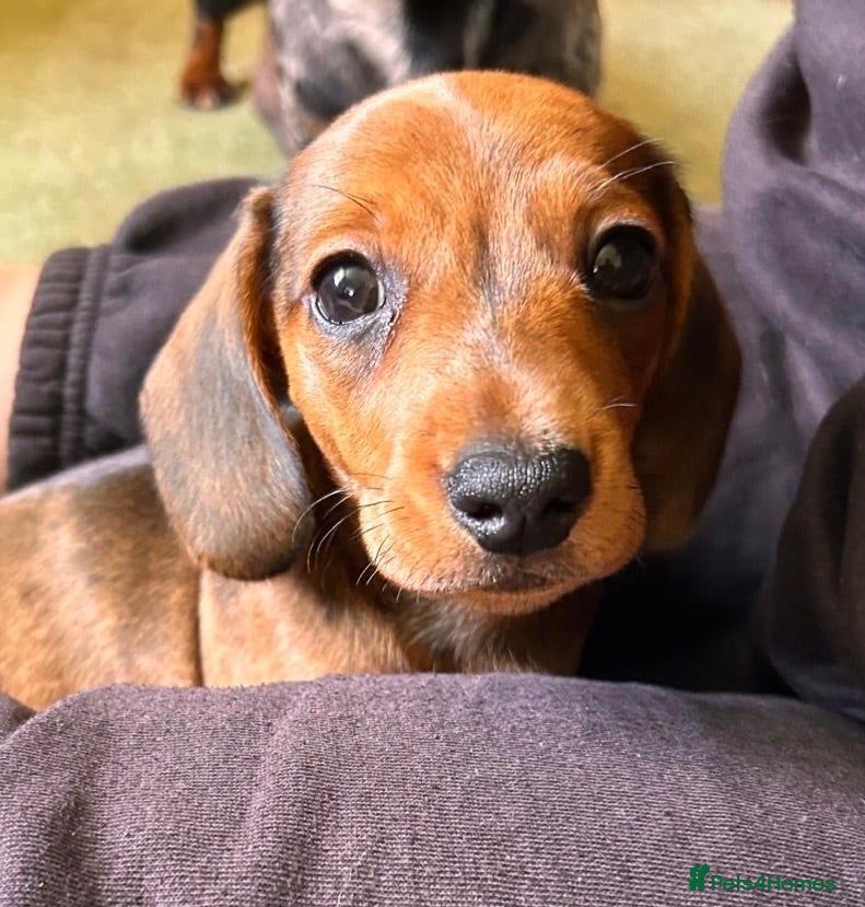 Miniature Dachshund dogs KC Miniature Dachshund Puppies For Sale - Advert 1