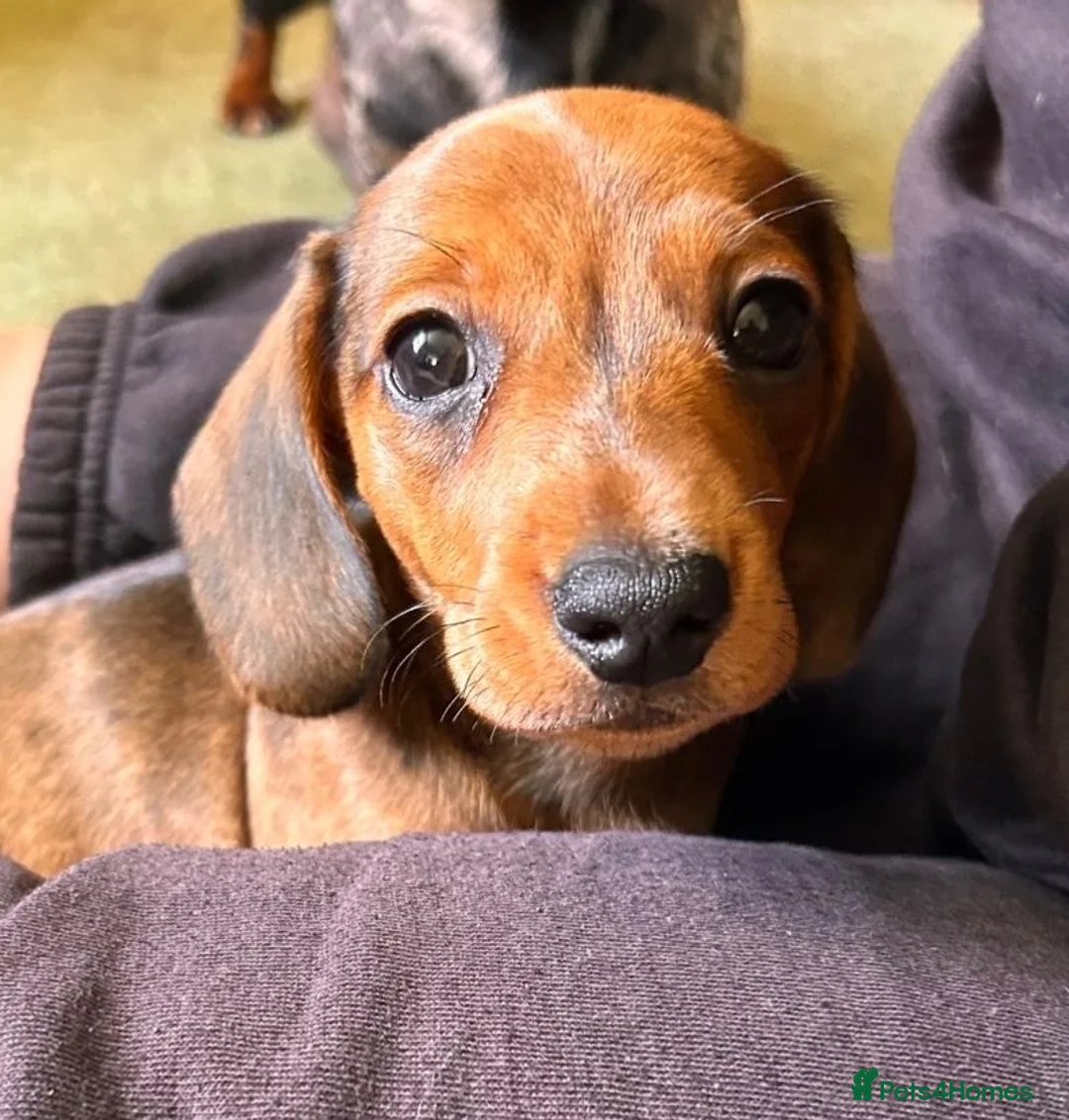 Miniature Dachshund dogs for sale: KC Miniature Dachshund Puppies For Sale - Advert 1