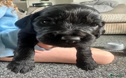 Cocker Spaniel dogs for sale: Beautiful Cocker Spaniel Puppies - Image 5