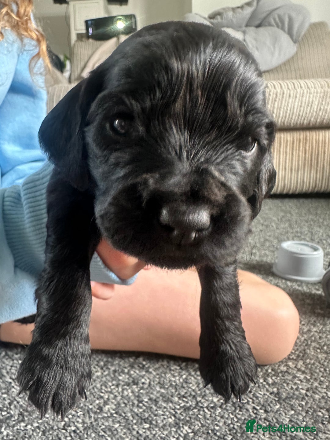 Cocker Spaniel dogs for sale: Beautiful Cocker Spaniel Puppies - Image 5