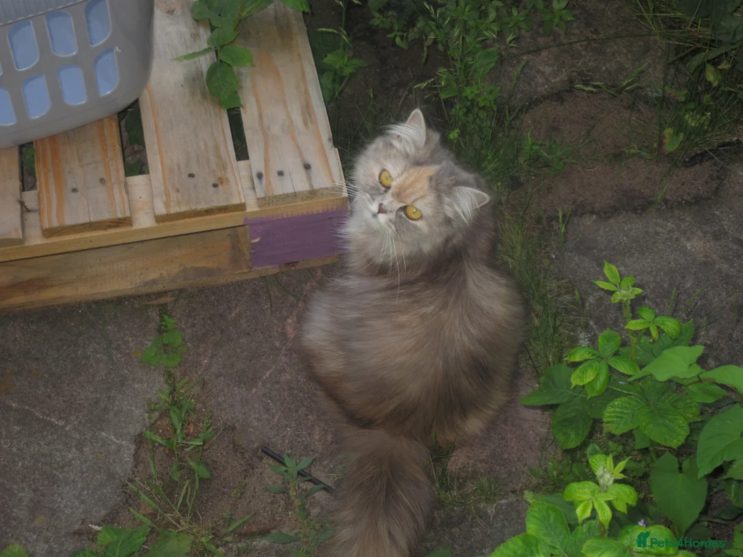 Persian cats for sale: Gorgeous persian kittens  - Advert 2