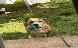 Mixed Breed dogs for sale: 3 year old staff x American bulldog  - Image 2