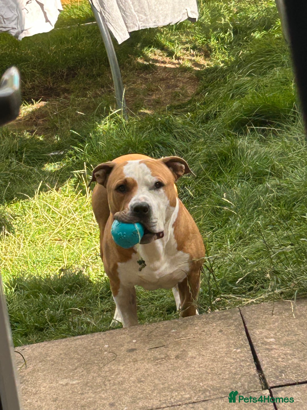 Mixed Breed dogs for sale: 3 year old staff x American bulldog  - Image 2