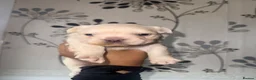French Bulldog dogs for sale: Fluffy Frenchies   - Advert 4