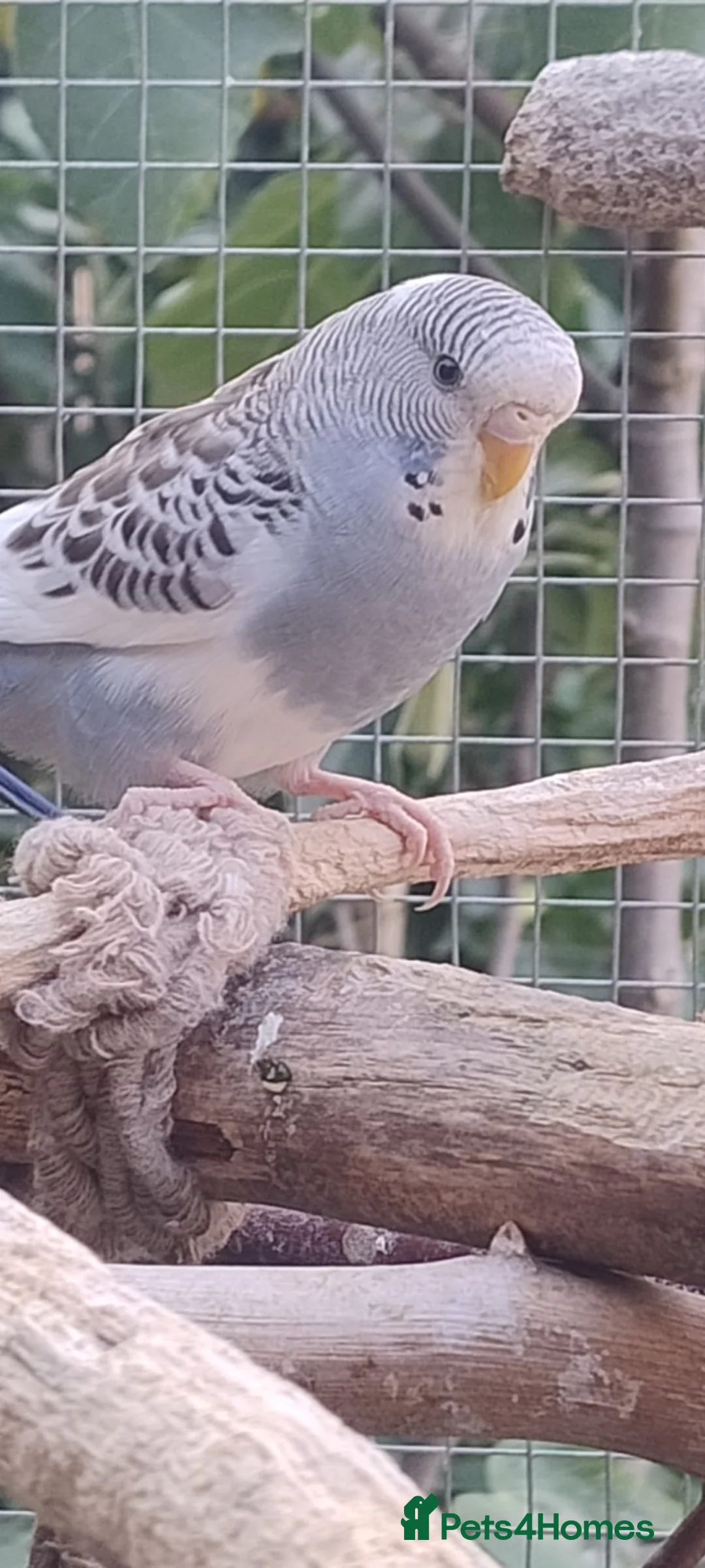 Budgerigars birds for sale: Baby budgies, easily tamed  - Advert 2