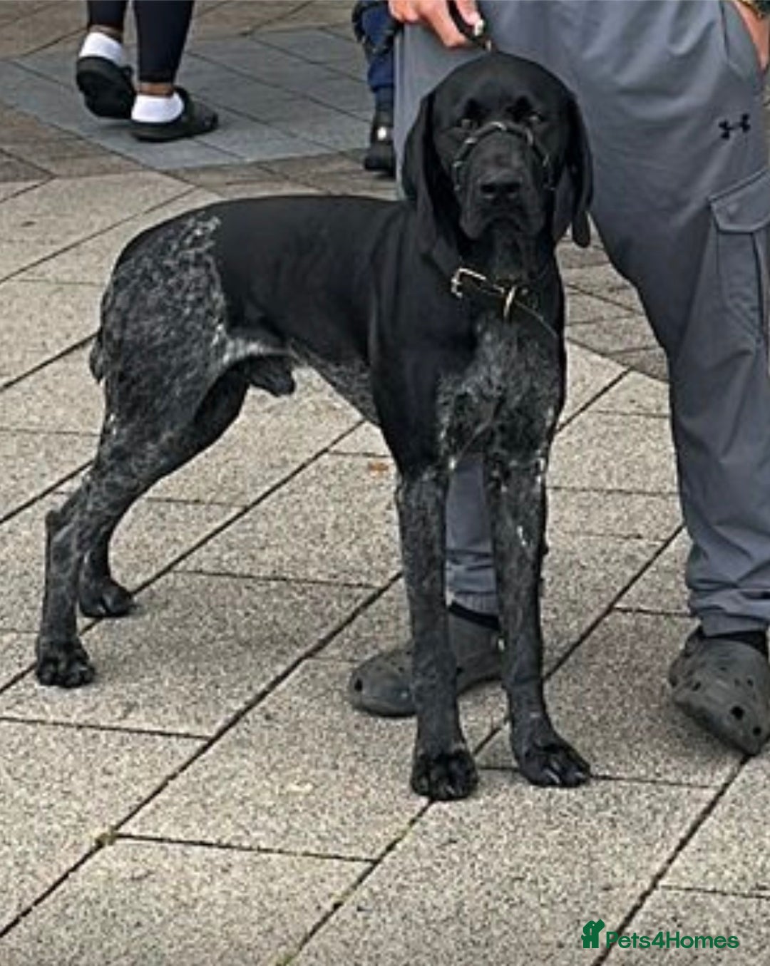 German Shorthaired Pointer dogs for sale: KC Reg Champ blood Lines GSP Pointer Pups - Leeds - Advert 3