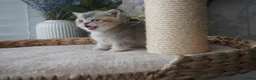 Munchkin cats for sale: ⚜️Rare munchkins⚜️ - Advert 10