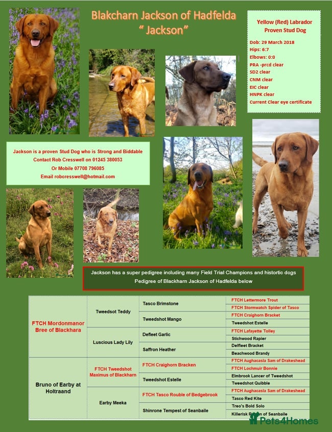 Labrador Retriever dogs Fox Red Stud Dog, Kennel Club Registered in Chelmsford - Advert 5