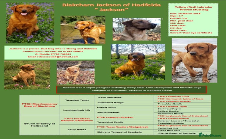 Labrador Retriever dogs in Chelmsford - Advert 2