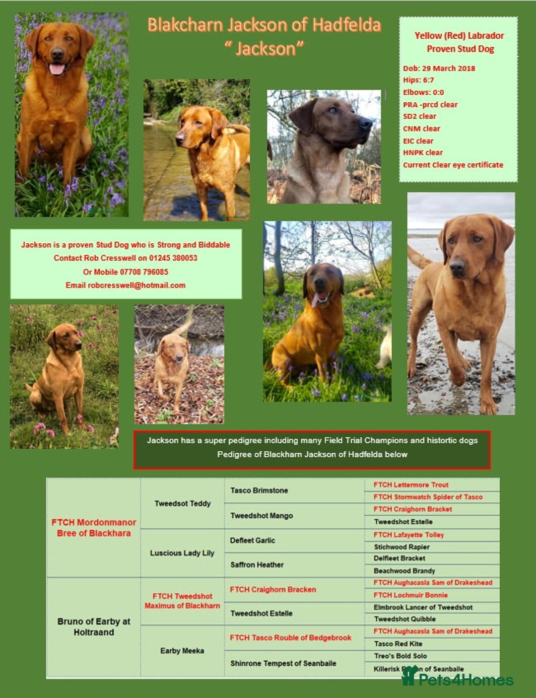 Labrador Retriever dogs for stud: Fox Red Stud Dog, Kennel Club Registered in Chelmsford - Advert 1