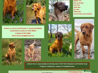 Labrador Retriever dogs Fox Red Stud Dog, Kennel Club Registered in Chelmsford - Advert 9
