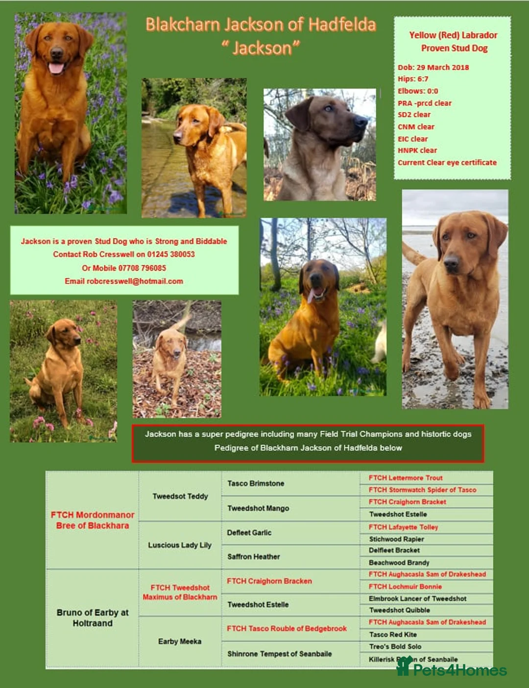 Labrador Retriever dogs for stud: Fox Red Stud Dog, Kennel Club Registered in Chelmsford - Advert 1