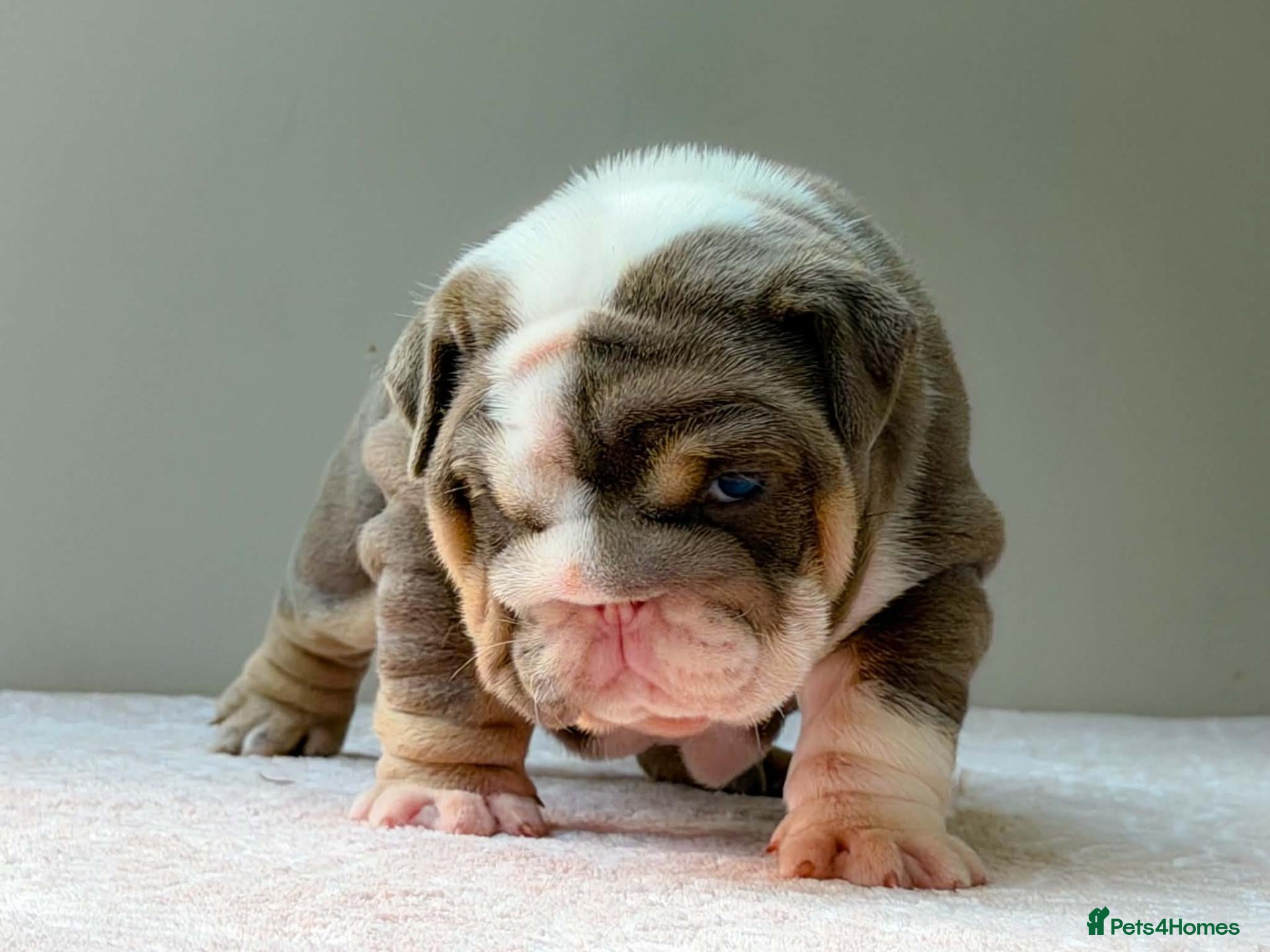 English Bulldog dogs for sale: ⭐️⭐️⭐️2 OUTSTANDING FEMALES⭐️⭐️⭐️ - Advert 1
