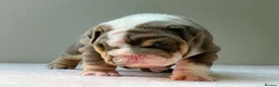 English Bulldog dogs for sale: ⭐️⭐️⭐️2 OUTSTANDING FEMALES⭐️⭐️⭐️ - Advert 1