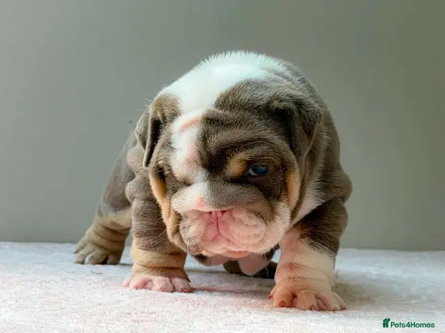 English Bulldog dogs for sale: ⭐️⭐️⭐️2 OUTSTANDING FEMALES⭐️⭐️⭐️ - Advert 1