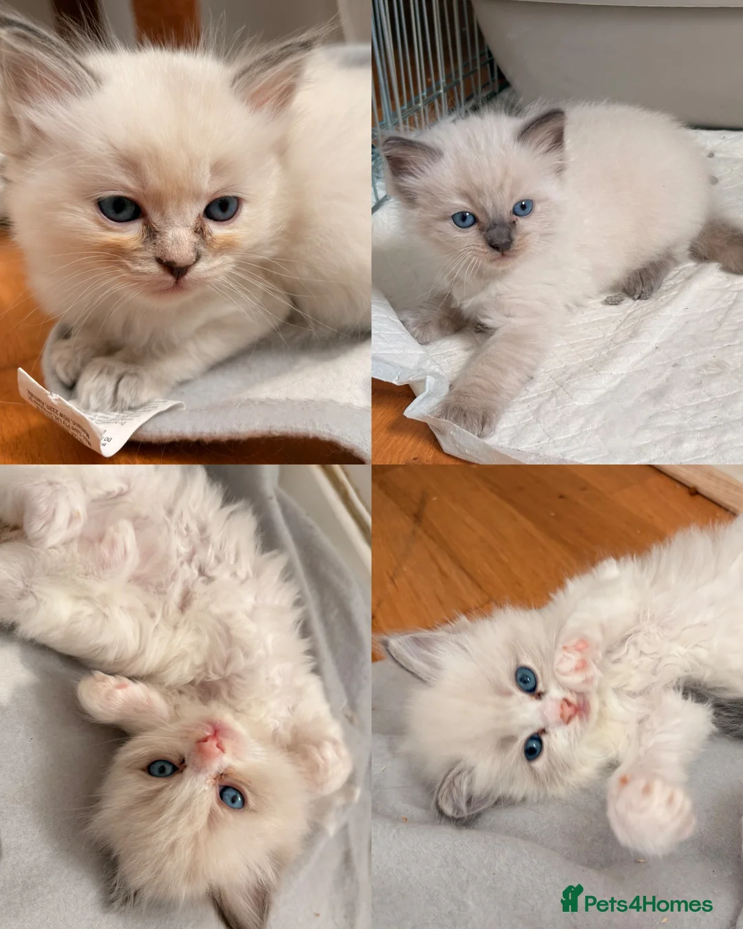 Ragdoll cats for sale: Stunning Colour Point and Bicolour Ragdoll Kittens - Advert 2