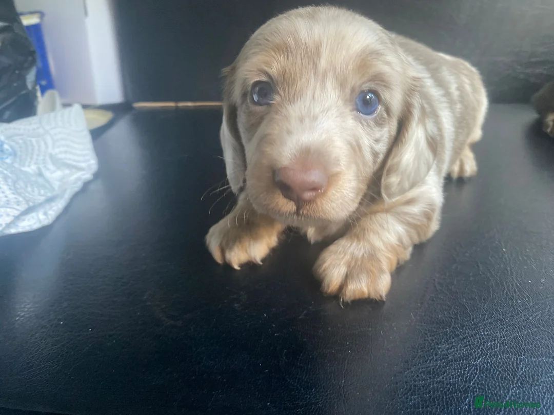 Miniature Dachshund dogs for stud: 🏆PEREZ’ CHAMPION STUD🏆  - Advert 8