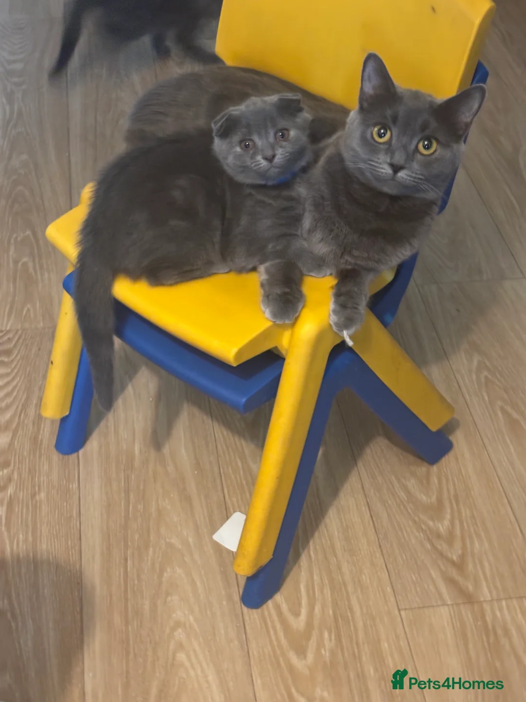 Scottish Fold cats for sale: Scottish fold kitten - Advert 2