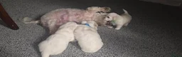 Maltese dogs for sale: Maltese puppies - Advert 14