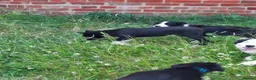 Border Collie dogs for sale: 4 adorable puppies for sale - Advert 5