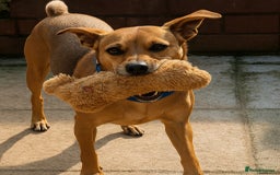 Mixed Breed dogs for adoption: Mickey – Cheeky, Cuddly and Charming Companion - Image 1