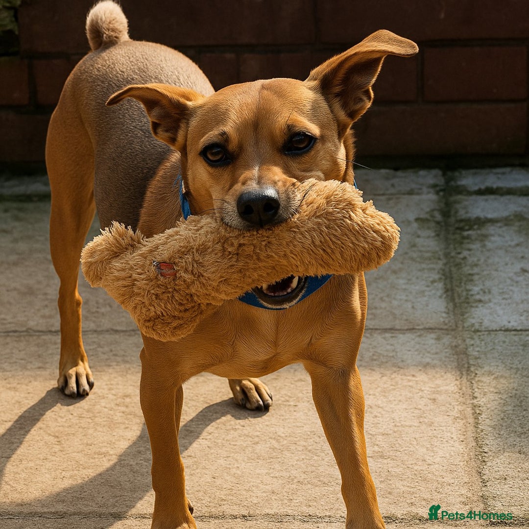 Mixed Breed dogs for adoption: Mickey – Cheeky, Cuddly and Charming Companion - Image 1