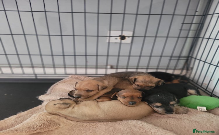 Patterdale Terrier dogs - Advert 3