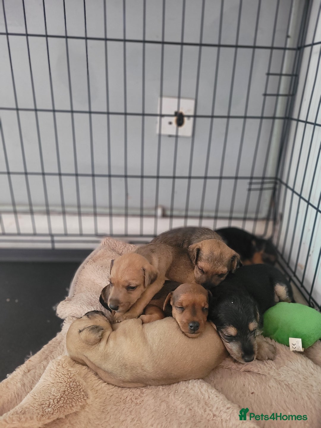 Patterdale Terrier dogs for sale: Patterdale pups - Image 1