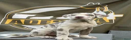 Mixed Breed dogs for sale: Lovely Merle puppy’s looking for his forever Home in Enfield - Advert 11