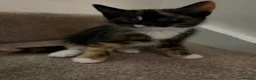 Mixed Breed cats for sale: Beautiful Tri Colour Calico Tuxedo Tabby Kittens - Advert 9