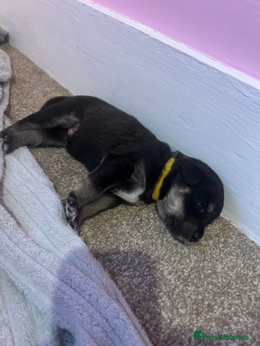 Mixed Breed dogs for sale: Huskadors/labskys - Image 11