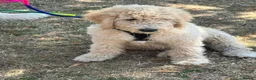 Goldendoodle dogs for sale: F1B Goldendoodles  in Norwich - Advert 2
