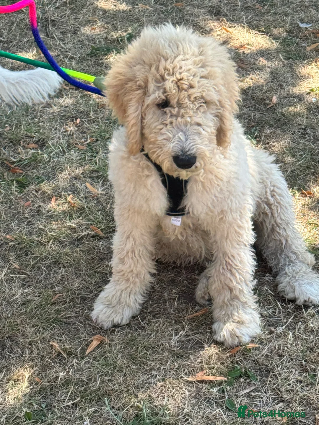 Goldendoodle dogs for sale: F1B Goldendoodles  in Norwich - Advert 2