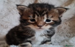 Maine Coon cats for sale: 100% Maine Coon Kittens DNA HEALTH TESTED PARENTS  - Image 18