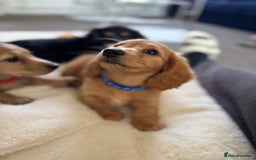 Miniature Dachshund dogs for sale: REDUCED!! Only one long hair miniature girl left!  in Sudbury - Image 17