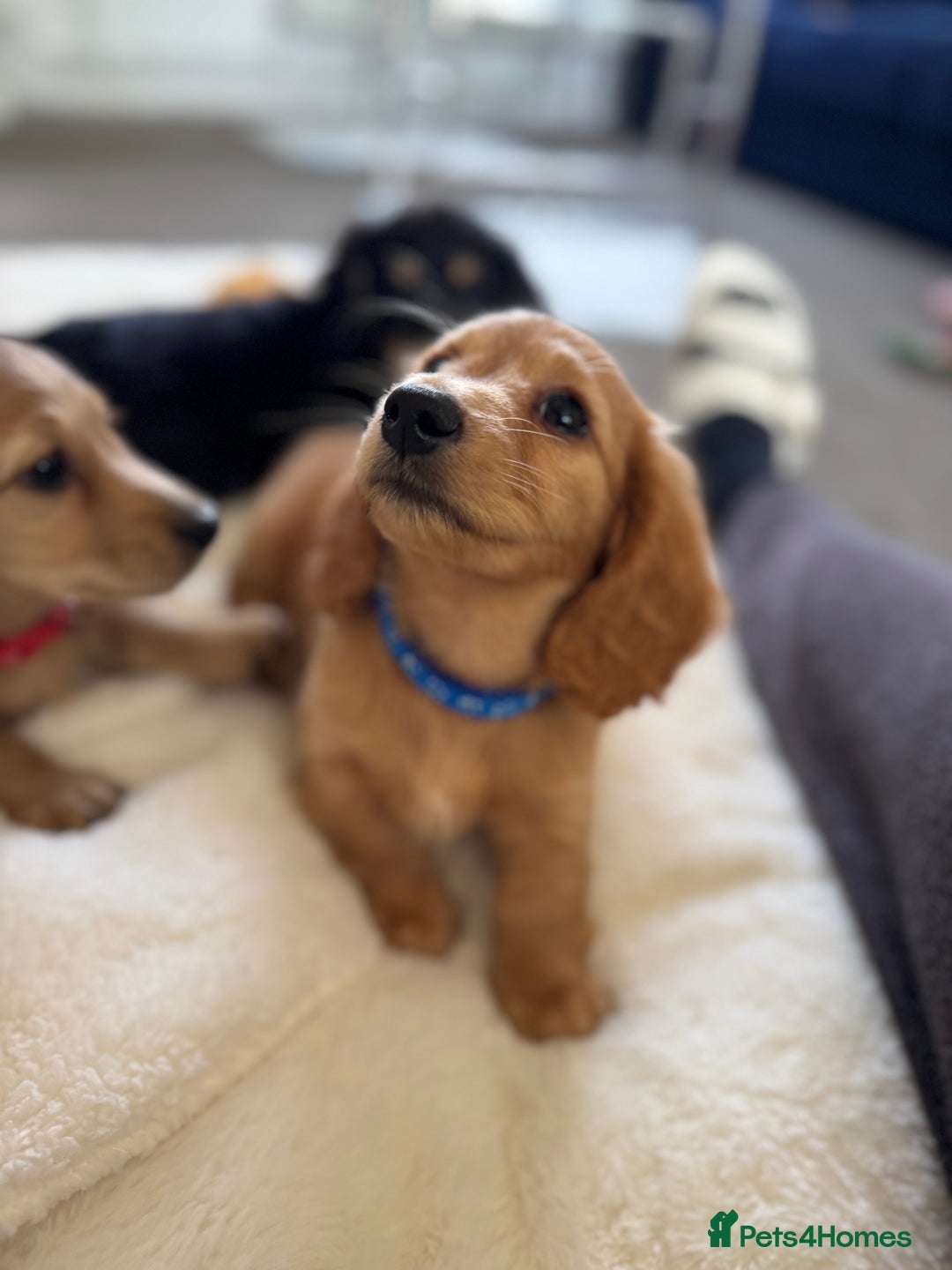 Miniature Dachshund dogs for sale: REDUCED!! Only one long hair miniature girl left!  in Sudbury - Image 17