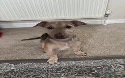 Jack Russell dogs for sale: Jack Russell puppy for sale  - Image 3