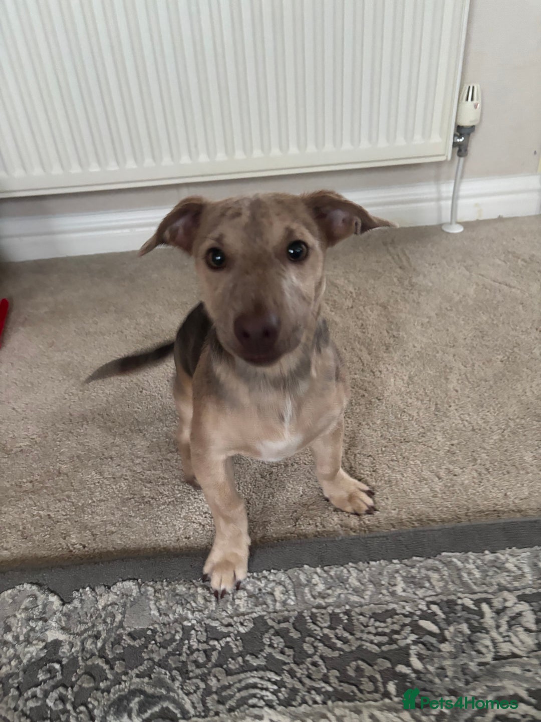 Jack Russell dogs for sale: Jack Russell puppy for sale  - Image 3