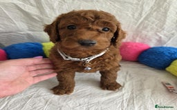 Goldendoodle dogs for sale: 👑Superb Rare Toy/Mini Deepest Red Goldendoodles👑 - Image 13